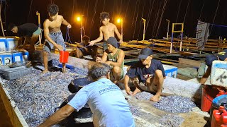 Download Lagu Rezeki Di Malam Hari Panen Ikan Dan Cumi² || Kapal Bagan Ekor Kuning MP3 Download Lagu Rezeki Di Malam Hari Panen Ikan Dan Cumi² || Kapal Bagan Ekor Kuning MP3