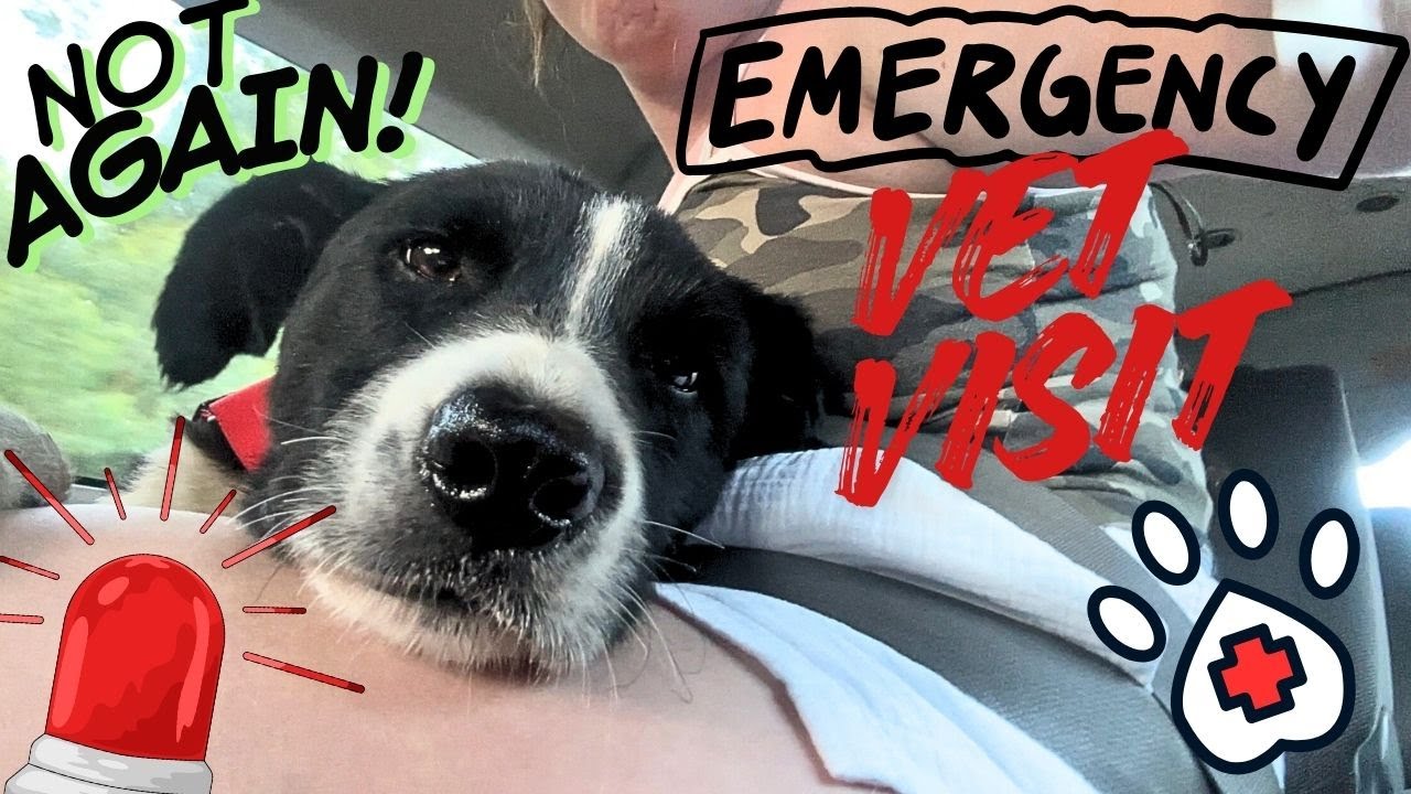 PINGU WAS ATTACKED BY ANOTHER DOG 😳🐾😭