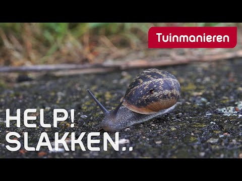 Video: 3 manieren om slakken groot te brengen