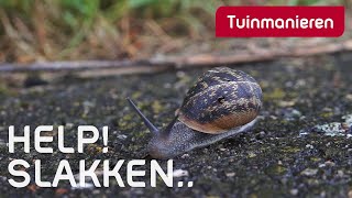 Slakken in de (moes)tuin | Moestuin deel 3 | Tuinmanieren