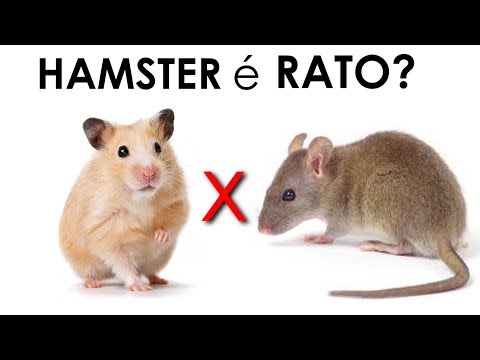 Vídeo: Diferença Entre Rato E Hamster