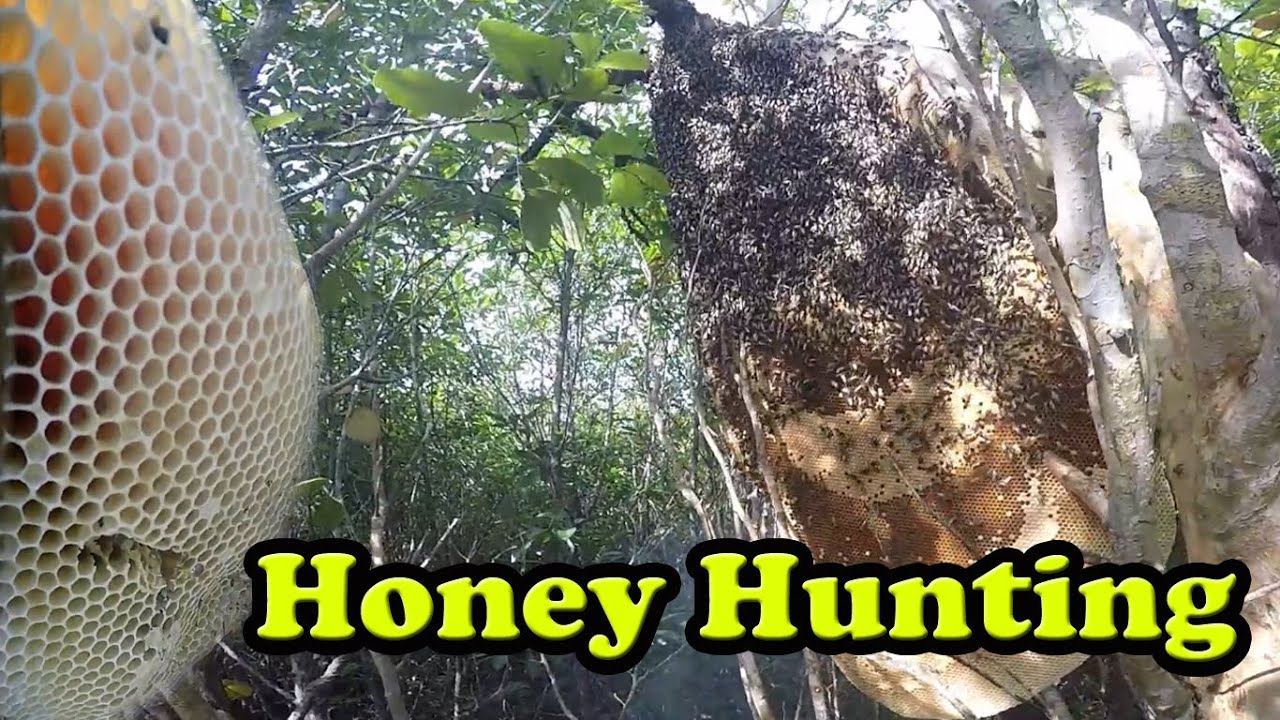 WILD HONEY BEE HUNTING | episode 2 @ Ban-ao Davao Oriental - YouTube