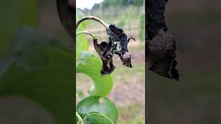 Vlekken op bladeren, vreemde insecten of schade aan je fruitboom?
