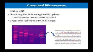 NGS Assessment of SHM in CLL/SLL: A Practical Comparison of Platforms and Primers