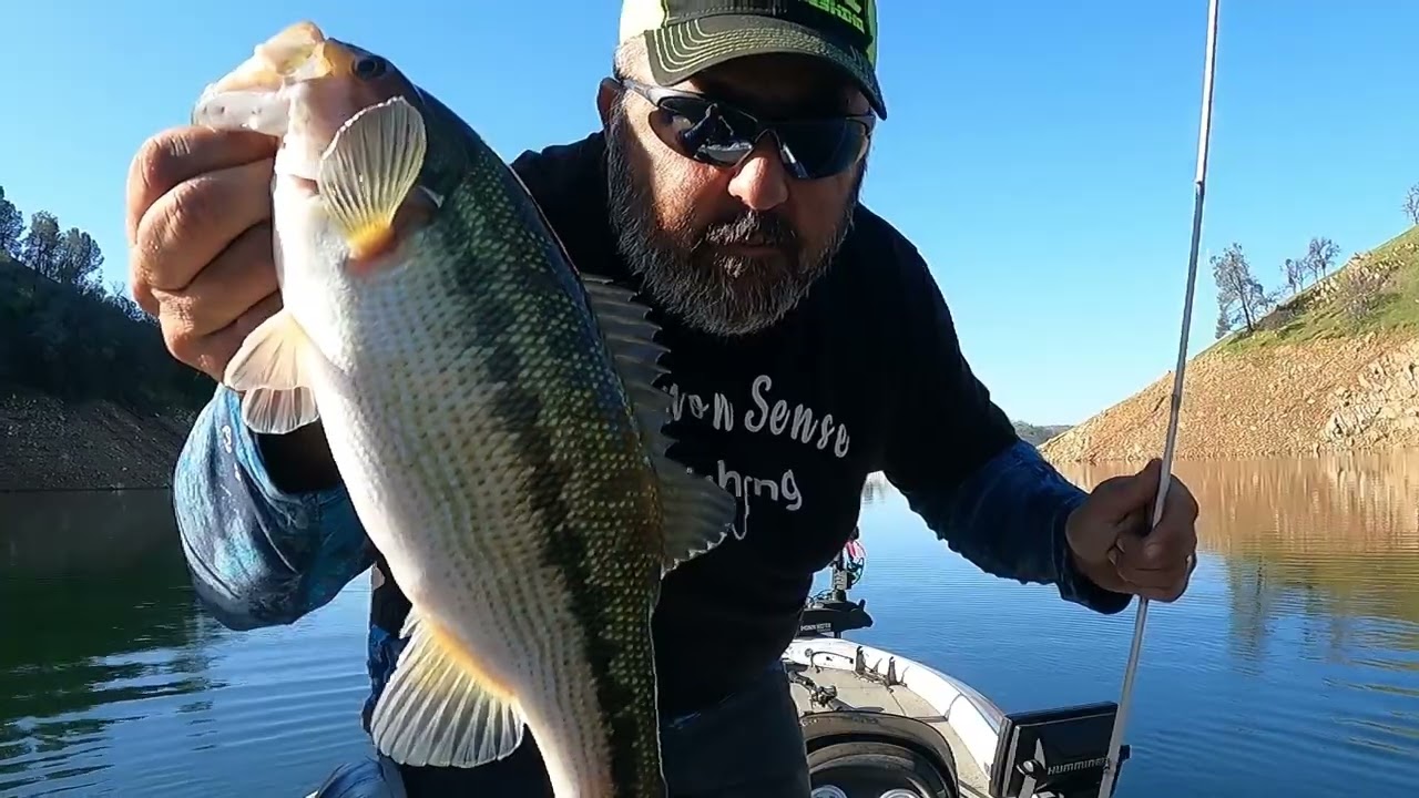 Pre Spawn Fishing Lake McClure Tough Blue Bird Day
