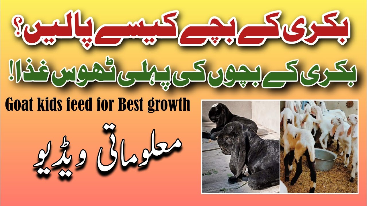 Goat Kid starter Feed Goat kids Care Detailed informative video