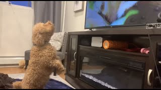 Mini Poodle DOG BARKING AT TV ANIMALS