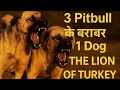 3 Pitbull ke barabar ek Kangal Dog! | Lion of Turkey | Gurman Pets 🥵🥵