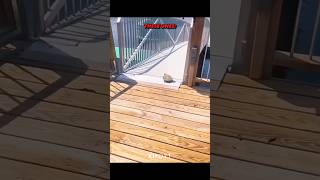 The Turtle Had Super Speed