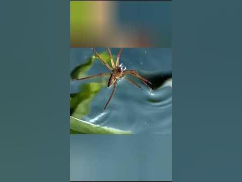 Каемчатый охотник - YouTube