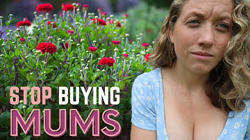 Stop Buying Potted Mums!