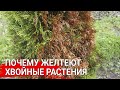 Почему желтеют хвойные растения