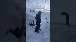 The struggle is real.  Blizzard 2026. Ontario Canada. #lakesimcoe #blizzard