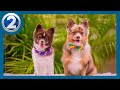 Hawaiian Humane Society launches 'Pets in Paradise' contest. Here's how to enter: