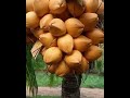 இது மரம இல்ல  தேங்காய் மண்டியா எவ்வளவு  தேங்காய் #viral #shorts #short #trending #coconut #foodie