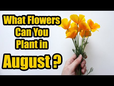 Video: What To Do For A Florist In August