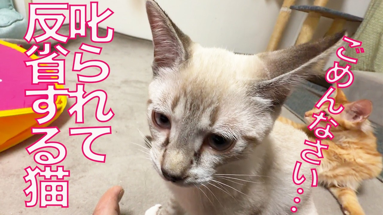 怖いもの知らず娘猫、叱られて反省する My kitty 