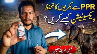 Sindhu Goat Farm Vlog: PPR Vaccination Complete | Bakron Ki Hifazat | #PPRVaccine #SindhuGoatFarm