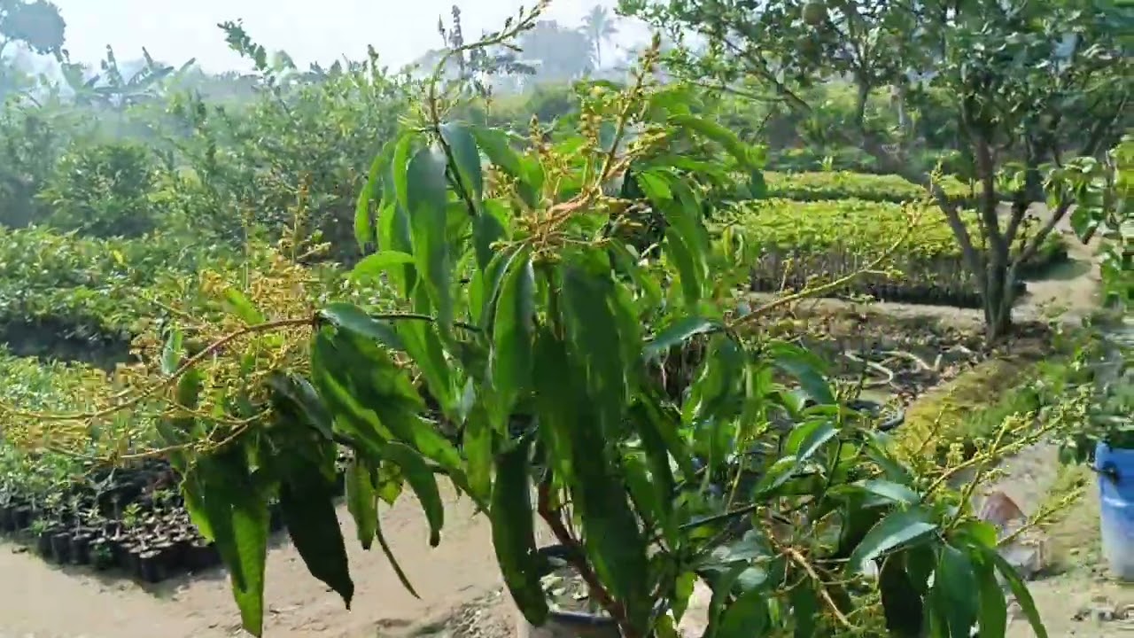 Kumar Kusum Kari Nursery New Stock Update. Nursery Tour