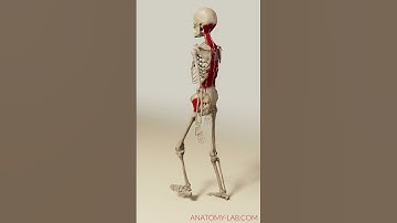 walkcycle psoas and more (3d anatomy) #humananatomy #massage #therapy