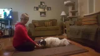 Toby Cross Your Paws 12-21-2017