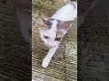 Wait Till You See This 😍 | Little Girl &amp; Her White Kitten Are Pure Joy 😻🤍