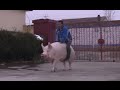 Hog Rider: Chinese farmer saddles his huge pig