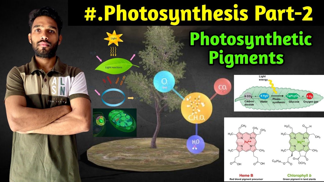 Photosynthesis Part-2 || Photosynthetic Pigments || Structure of Chlorophyll | BSc,MSc,CSIR NET,NEET