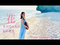 【沖縄ソング】花〜すべての人の心に花を〜夏川りみ Hana【Violin Cover】