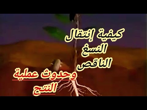 إنتقال النسغ الناقص عبر أعضاء النبات الأخضر سنة أولى متوسط 