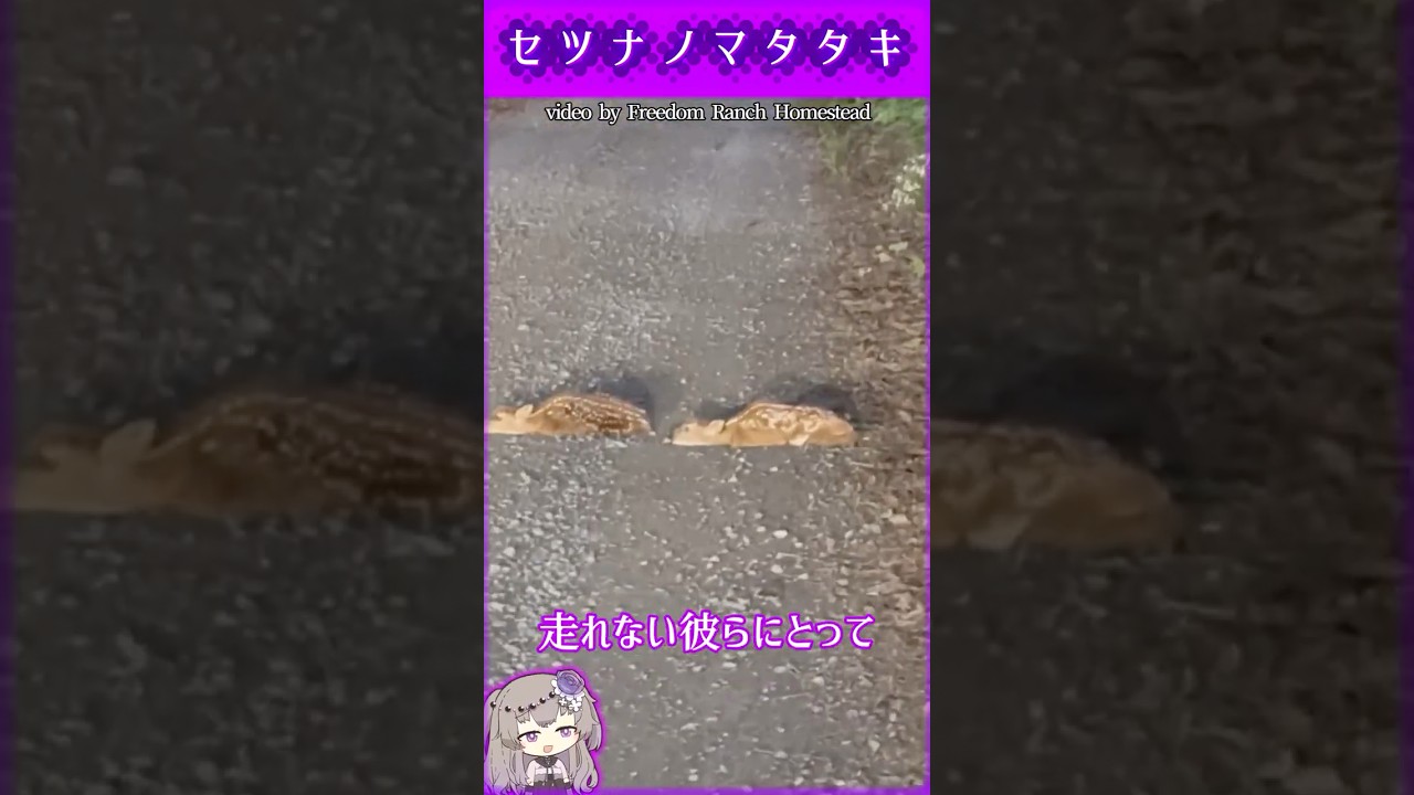 気配も、匂いも、完全にゼロ。小さな命を守る完璧なカモフラージュ #雑学