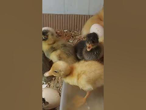 Ducks egg After 30 days of incubation stages. #muscovyduck #uae - YouTube