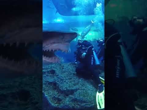 Video: Potápanie so žralokmi v Las Vegas v akváriu Shark Reef Aquarium