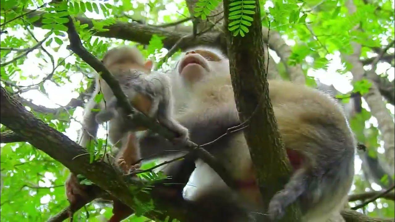 Poor adorable!! Rainbow cry t e r i b l e call Rose for help, Why Liby