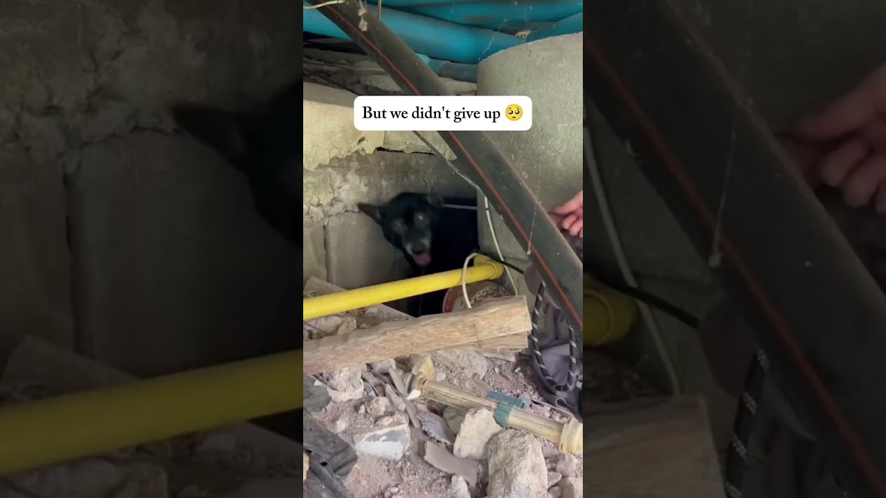 They Left This Dog Under a Bridge…Then Hope Appeared 🥺🐾 #dog #abandoned #leftbehind #shorts #rescue