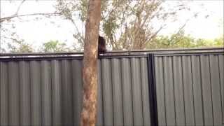 Julie's escape over cat proof fence