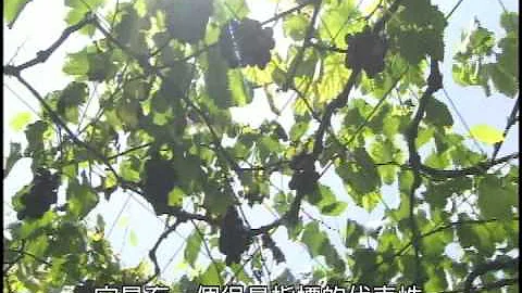 行政院農委會「臺灣農業發展一百年紀錄片」大地農情_5分鐘CF - 天天要聞