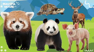 Happy animal moment: Red panda. Panda, Pig, Deer, Turtle - Animals sound by Beautiful Nature 121 views 1 month ago 10 minutes, 38 seconds