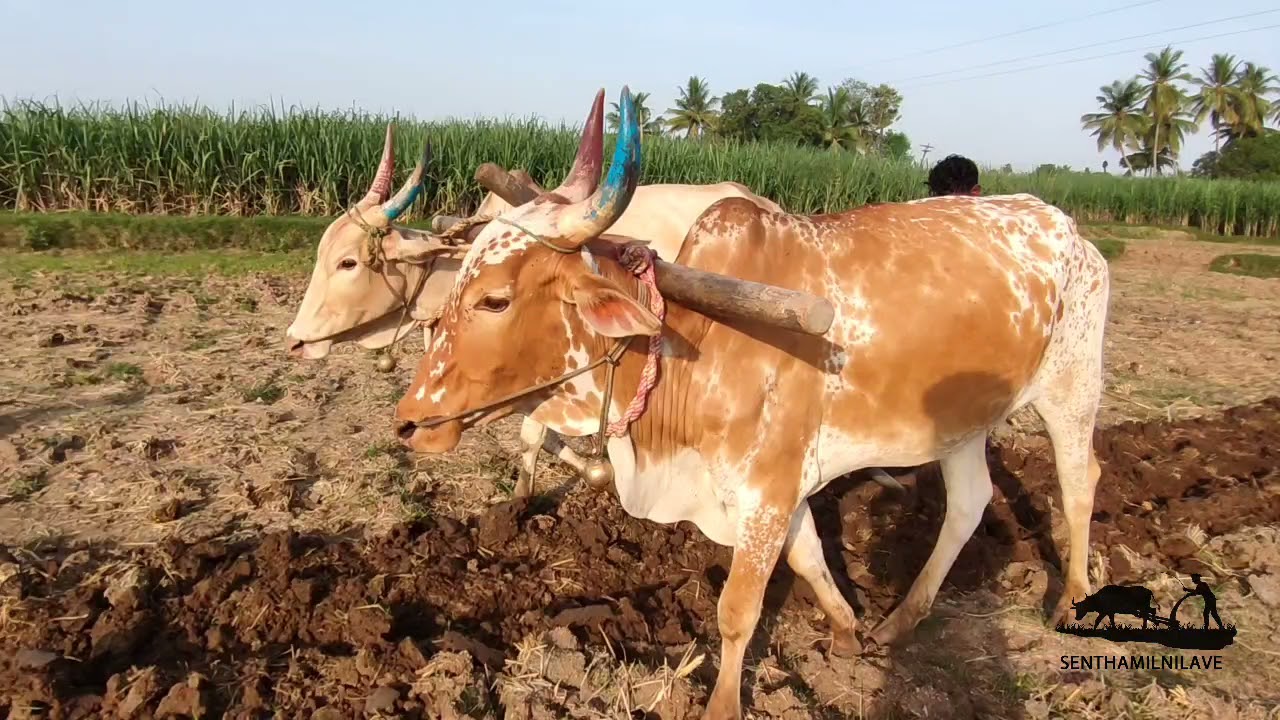 Bullockcart loading video| Bull ploughing video | Bull racing video | nattu madu | Bullockcart