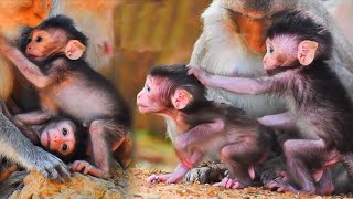 1-hour-Tiny Monkey’s Best Moments With Mommy, Adorable Wildlife
