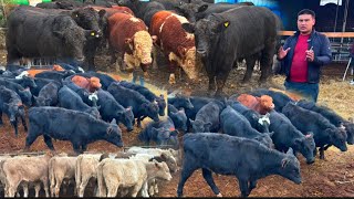 видео: YILLAR ARZONCHISIGA TONNA BO’LADIGON ANGUS BUQALAR KELDI✅✅✅30 октября 2025 г. картинка: YILLAR ARZONCHISIGA TONNA BO’LADIGON ANGUS BUQALAR KELDI✅✅✅30 октября 2025 г.