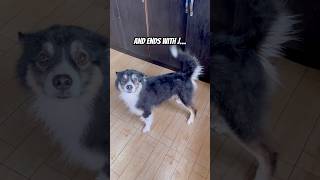 Does anyone know what word? #dog #cutedog #funny #cute #puppy #fyp #meme #tiktok #dogshorts