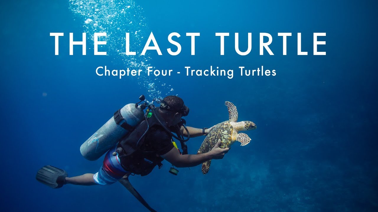 Last turtle
