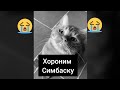 Хароним симбачку (симба умер)😭😭