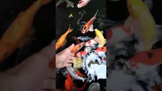 sore sore paling enak mainin ikan KOI ya #shorts #ikankoi #ikankoiblitar