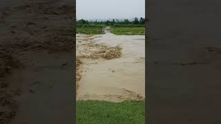 Dog Bravely Crosses River During Heavy Flood