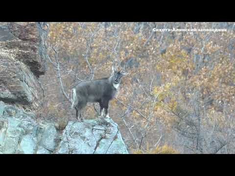 Близкое знакомство с горалом