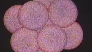 the powerhouse of the cell
