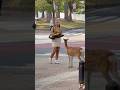 Funny Animal Clips from the Wild #shortvideo #animals #pets