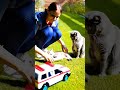 Tatlı Kedi Yaralandımı Cat Meow Ambulance Cutecat